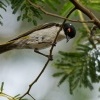 Kystracek blahovicnikovy - Melithreptus lunatus - White-naped Honeyeater 7194